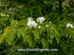 Attēlu rezultāti vaicājumam “Sorbus alnifolia”