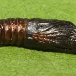 Attēlu rezultāti vaicājumam “Canephora hirsuta”