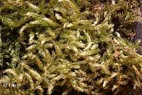 Attēlu rezultāti vaicājumam “Brachythecium campestre”