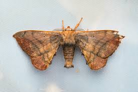 Attēlu rezultāti vaicājumam “Endromidae”