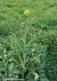 Attēlu rezultāti vaicājumam “Brassica napus”