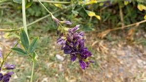 Attēlu rezultāti vaicājumam “Medicago sativa subsp. sativa”