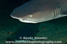 Image result for Triaenodon obesus