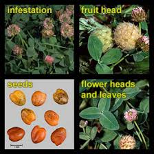 Attēlu rezultāti vaicājumam “Trifolium fragiferum fruit”