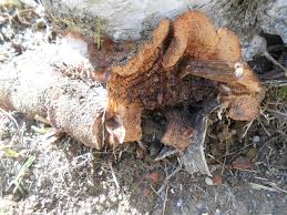 Attēlu rezultāti vaicājumam “Sarcodontia crocea”