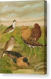 Attēlu rezultāti vaicājumam “Philomachus pugnax”