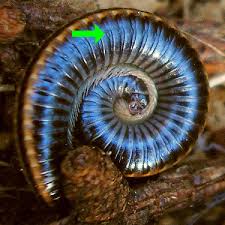 Attēlu rezultāti vaicājumam “Ommatoiulus sabulosus aimatopodus”