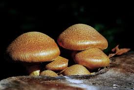 Attēlu rezultāti vaicājumam “Gymnopilus picreus”