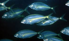 Image result for Pseudocaranx dentex