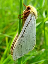 Attēlu rezultāti vaicājumam “Hepialus humuli male”