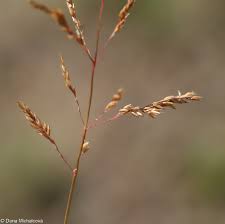 Attēlu rezultāti vaicājumam “Agrostis canina leaf”