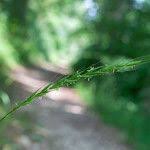 Attēlu rezultāti vaicājumam “Elymus caninus fruit”