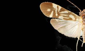 Attēlu rezultāti vaicājumam “Trichoptera”