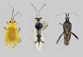 Attēlu rezultāti vaicājumam “Miridae”
