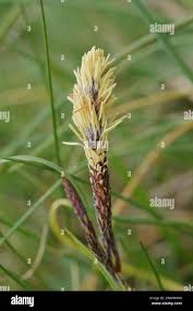 Attēlu rezultāti vaicājumam “Carex caryophyllea”