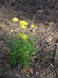 Attēlu rezultāti vaicājumam “Hieracium umbellatum”