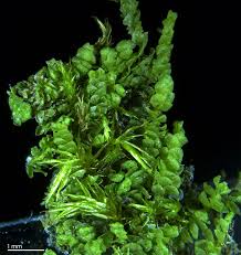 Attēlu rezultāti vaicājumam “Lejeunea cavifolia”