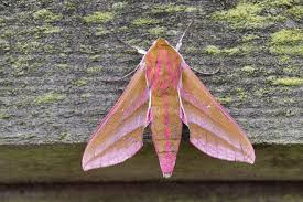 Attēlu rezultāti vaicājumam “Deilephila elpenor imago”