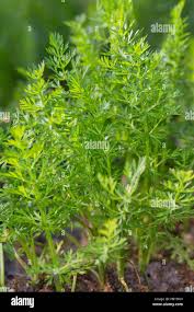 Attēlu rezultāti vaicājumam “Carum carvi leaf”