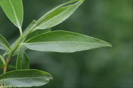 Attēlu rezultāti vaicājumam “Salix x fragilis”