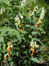 Attēlu rezultāti vaicājumam “Lathyrus laevigatus”