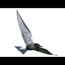 Attēlu rezultāti vaicājumam “Chlidonias niger eggs”