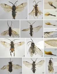 Attēlu rezultāti vaicājumam “Euura brevicornis”