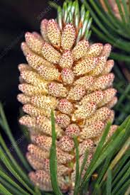 Attēlu rezultāti vaicājumam “Pinus pumila male flower”