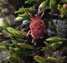 Attēlu rezultāti vaicājumam “Belbodamaeus sp.”