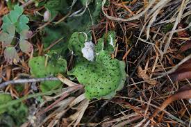 Attēlu rezultāti vaicājumam “Peltigera aphthosa”