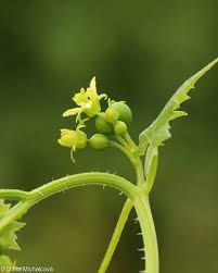 Attēlu rezultāti vaicājumam “Bryonia alba bud”