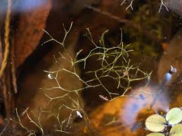 Attēlu rezultāti vaicājumam “Riccia canaliculata”