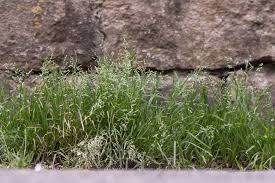 Attēlu rezultāti vaicājumam “Poa annua”