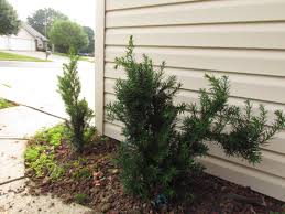 Attēlu rezultāti vaicājumam “Taxus”