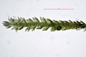 Attēlu rezultāti vaicājumam “Cephalozia catenulata”