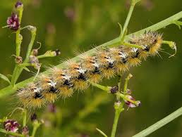 Attēlu rezultāti vaicājumam “Rhyparia purpurata”