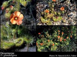 Attēlu rezultāti vaicājumam “Droseraceae”