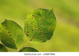 Attēlu rezultāti vaicājumam “Phragmidium sp.”