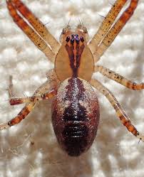 Attēlu rezultāti vaicājumam “Linyphiidae”