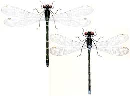 Attēlu rezultāti vaicājumam “Erythromma najas”