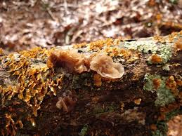 Attēlu rezultāti vaicājumam “Tremella foliacea”