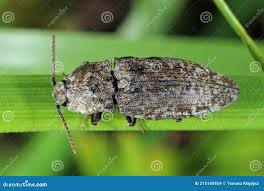 Attēlu rezultāti vaicājumam “Agrypnus murinus”