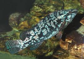 Image result for Labrus bergylta