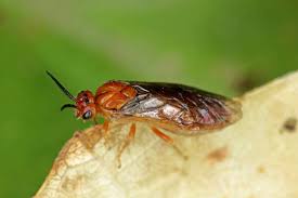 Attēlu rezultāti vaicājumam “Neodiprion sertifer”