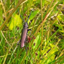 Attēlu rezultāti vaicājumam “Aromia moschata”