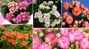 Image result for Kalanchoe blossfeldiana
