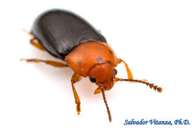 Attēlu rezultāti vaicājumam “Erotylidae”