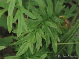 Attēlu rezultāti vaicājumam “Laserpitium pruthenicum”