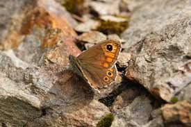 Attēlu rezultāti vaicājumam “Lasiommata maera underside”