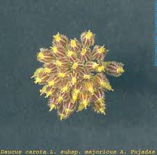 Attēlu rezultāti vaicājumam “Daucus carota subsp. carota fruit”